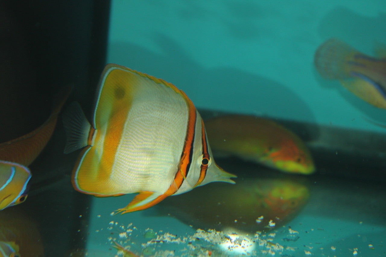 Australian Marginalis Butterfly (3-4”)