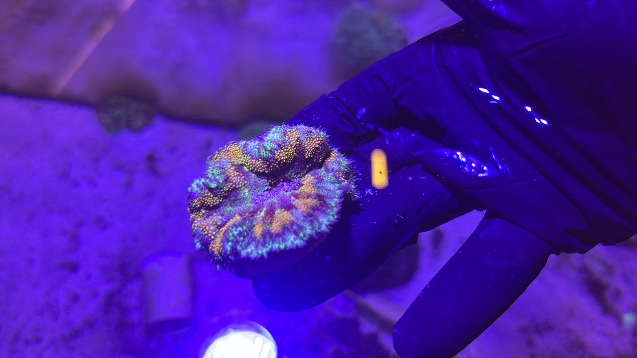 Maxi Mini Carpet Anemone-Rainbow