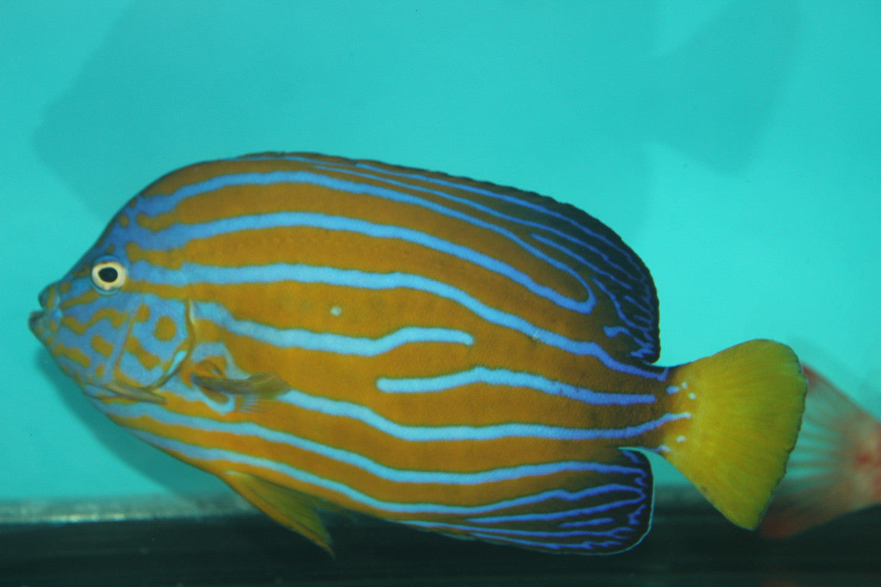 Blue Line Angel | Chaetodontoplus Septentrionalis (4-5” captive bred)