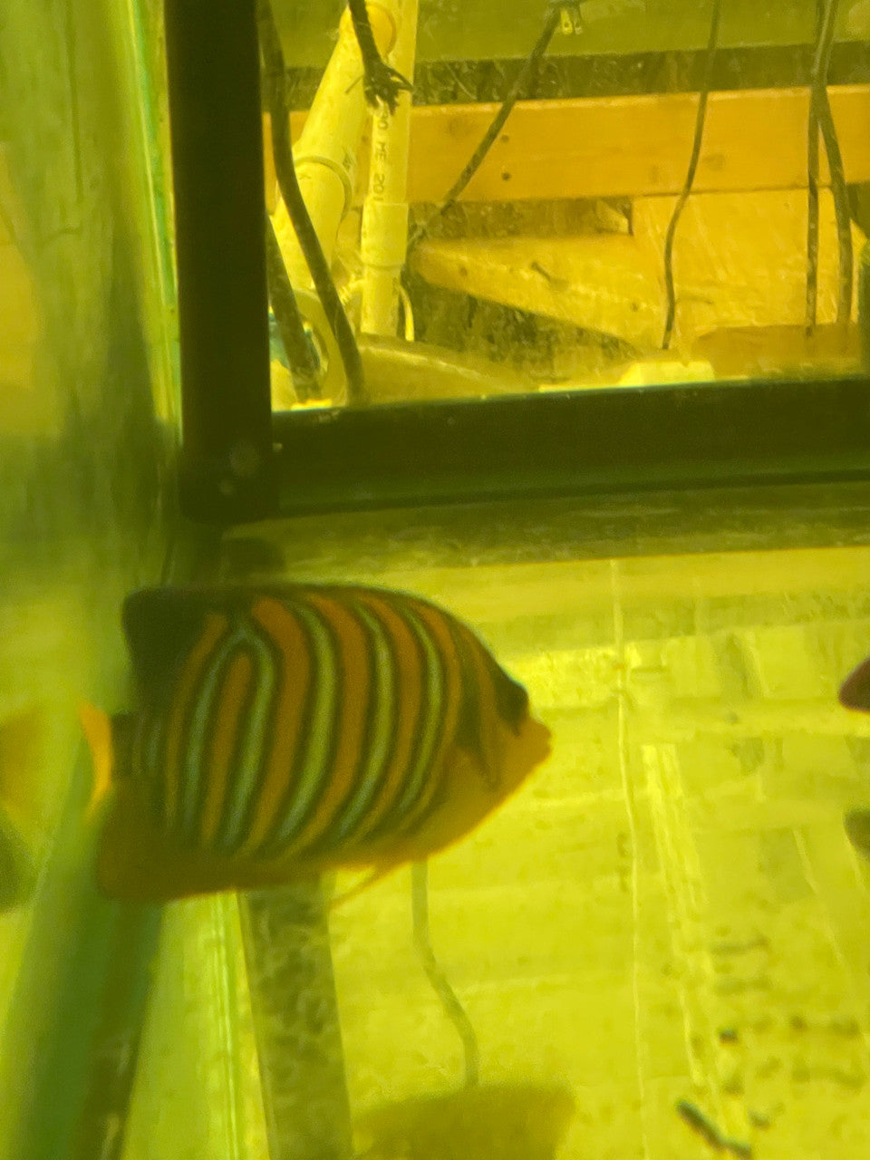 Regal Angel (True Red Sea)-4" Misbar #2