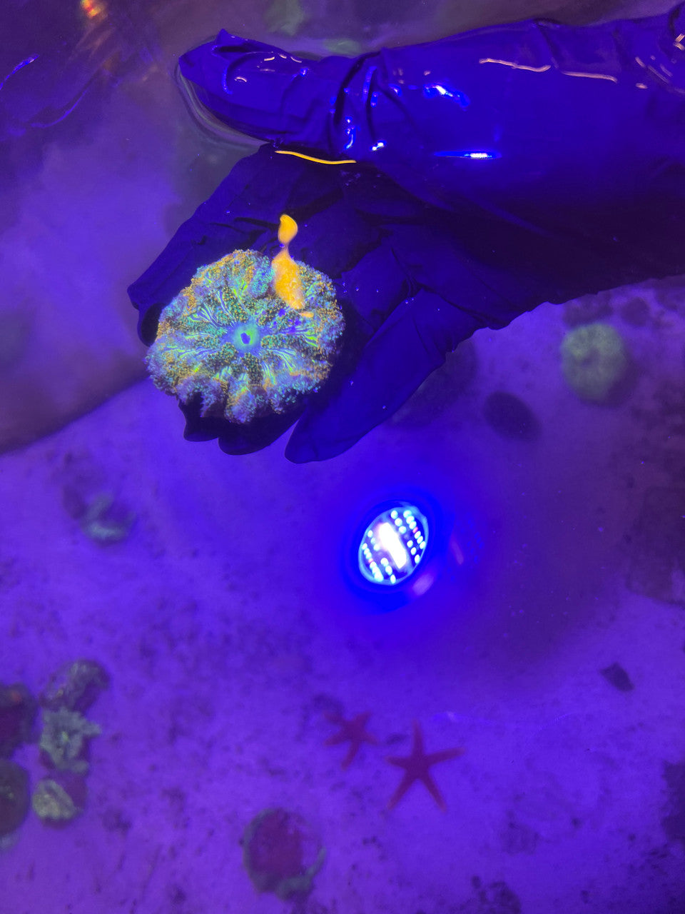 Maxi Mini Carpet Anemone-Green (3”)