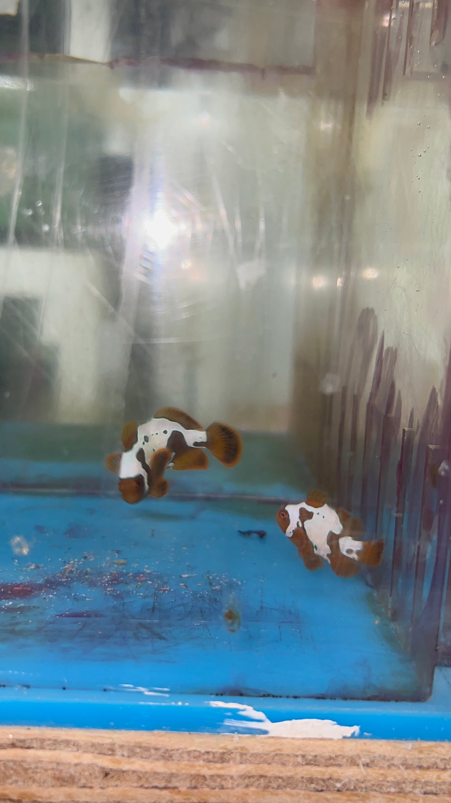 Lightning Maroon Clownfish (2-4 cm) PAIR WYSIWYG