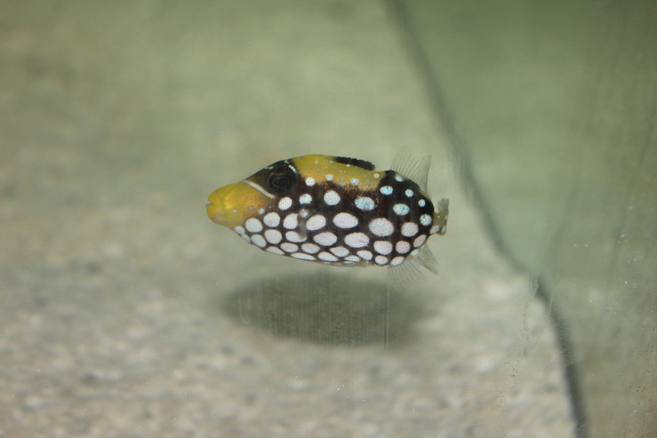 Clown Trigger | Balistoides conspicillum (1-2" Juv)