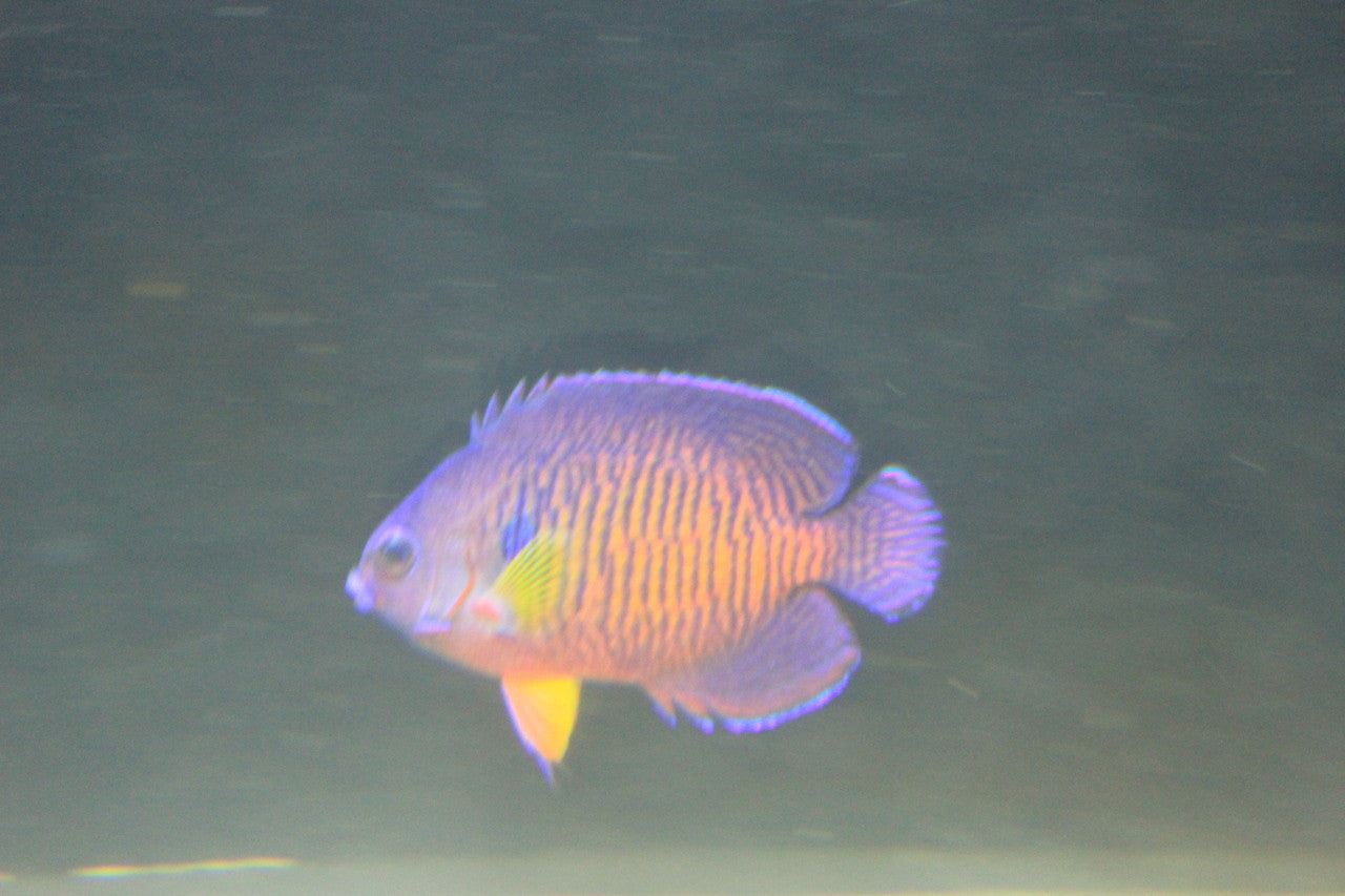 Mauritius Tiger Tail Coral Beauty Angel