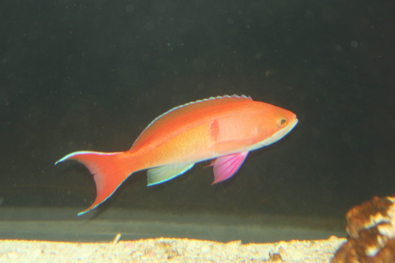 Mauritius Red Bar Anthias | Pseudanthias Cooperi (XL Male)
