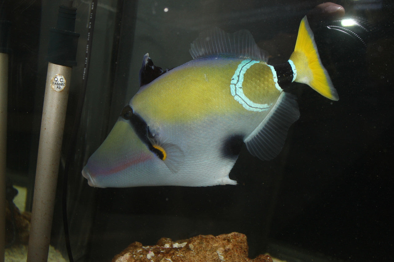 Mauritius Triggerfish | Rhinecanthus cinereus