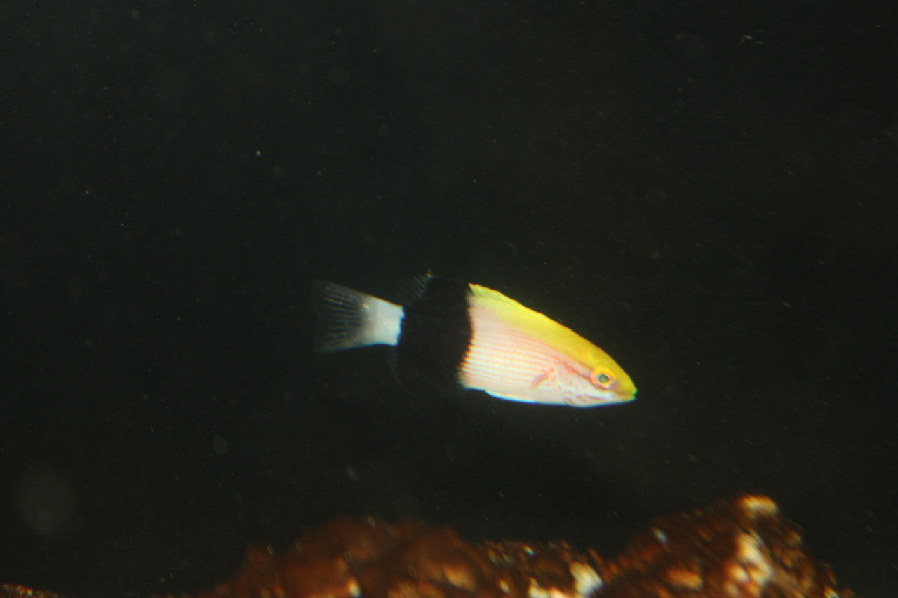 Mauritius Gold Saddle Hogfish | Bodianus atrolumbus