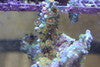 Zooanthid Polyps-Green & Orange (30+ polyps)