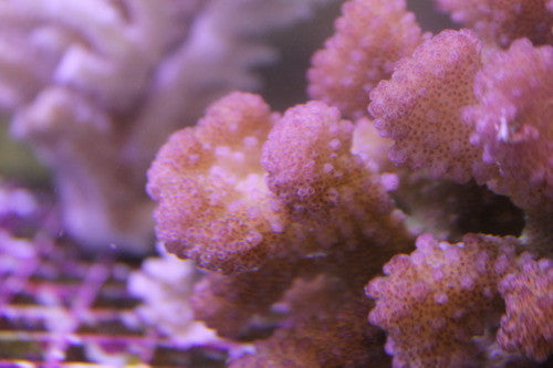 Pink Pocillopora-Pocillopora damicornis (1-2" frag) – NYAquatic