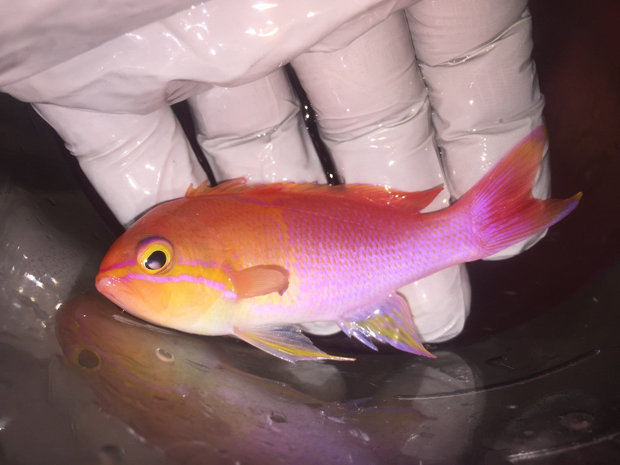 Hutomo's Anthias - Pseudanthias hutomoi