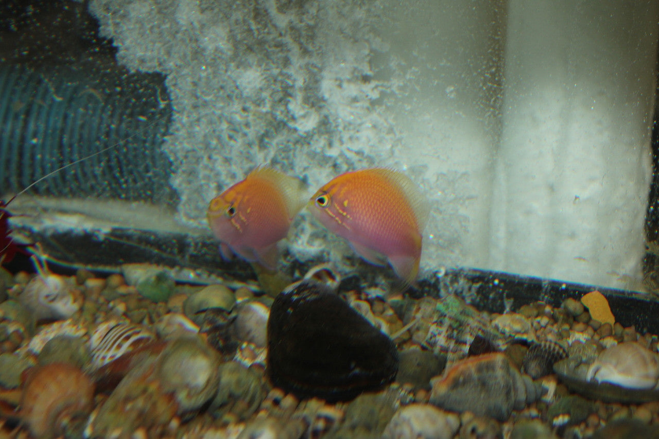 Fathead Anthias-(3")