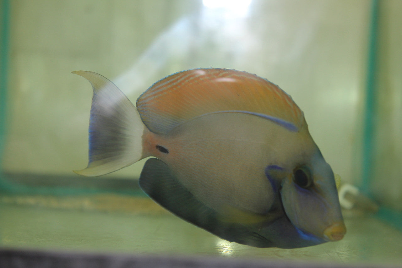 Fowler Tang (4”)