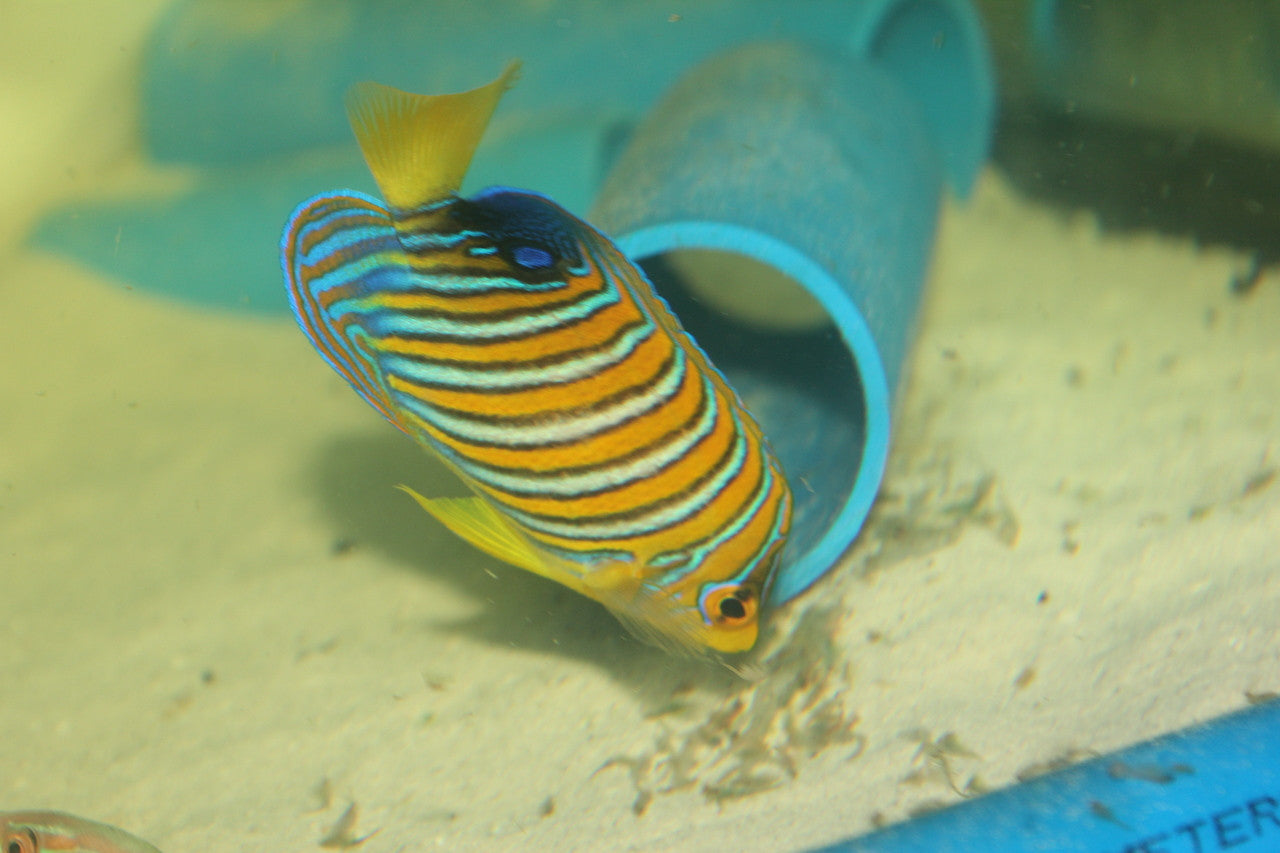 Regal Angel (Kenya Yellow Belly)-4-5"