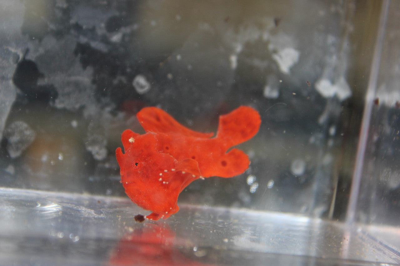 Red Angler Fish-3"
