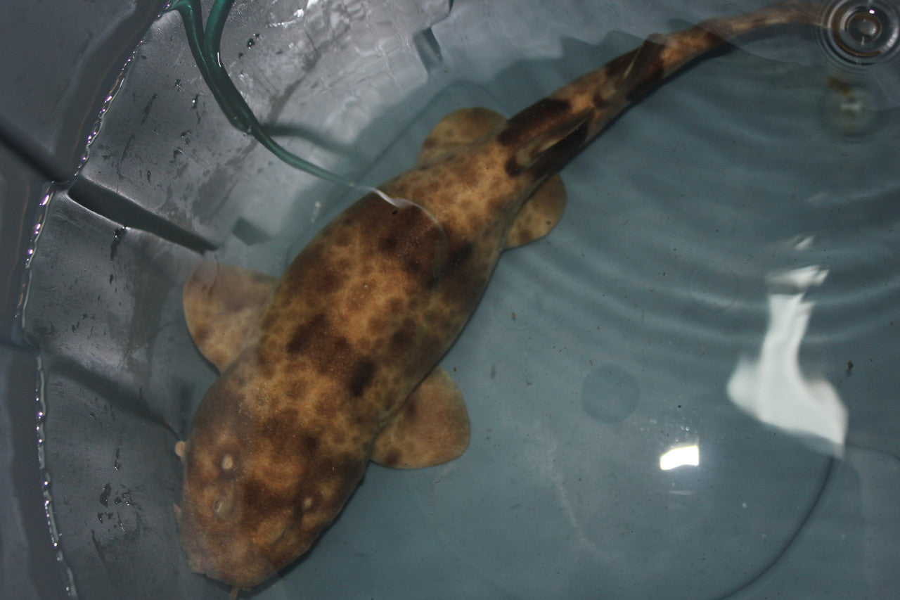 Northern Wobbegong | Orectolobus wardi-10"