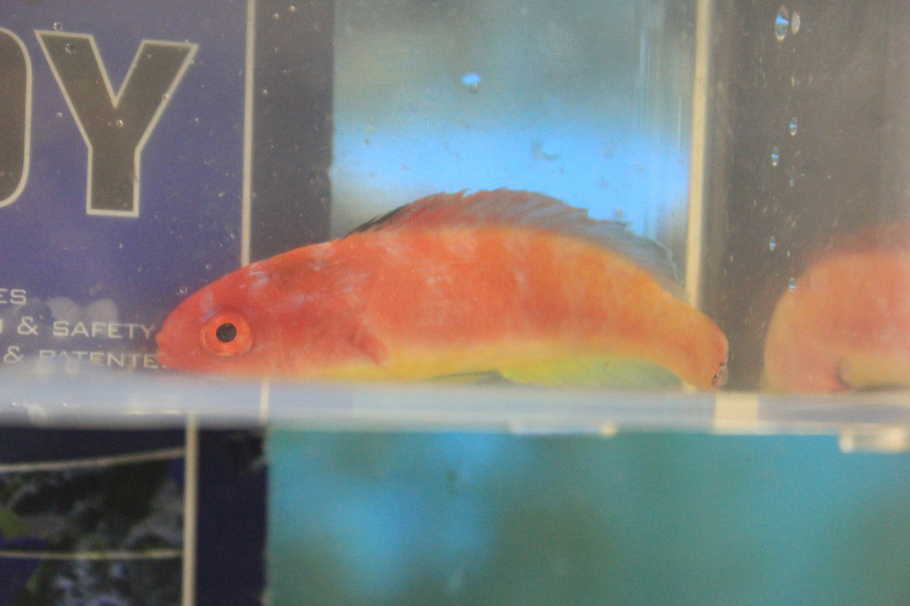 Hooded Fairy Wrasse (male) Australia | Cirrhilabrus bathyphilus