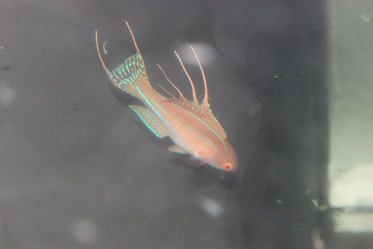 Paradise Flasher Wrasse | Paracheilinus nursalim