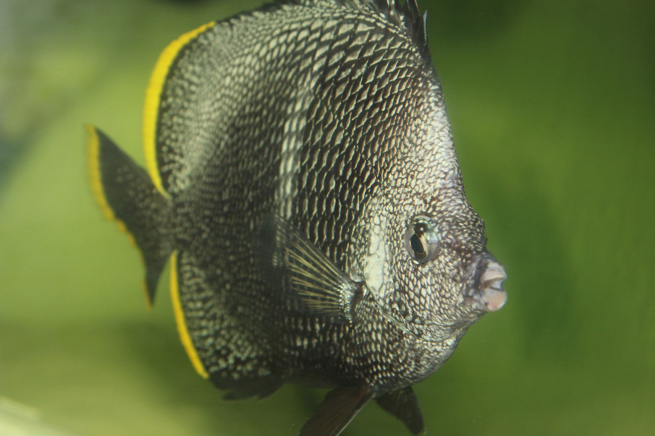 Wrought Iron Butterfly (4-5")