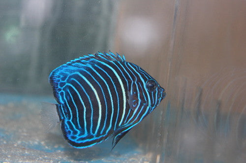 Blue Ring Angelfish-Juvenile (2")