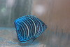 Blue Ring Angelfish-Juvenile (2")