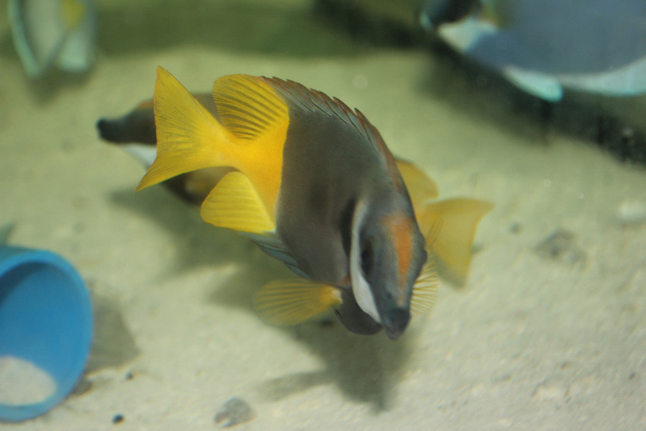 Bicolor (Fiji) Foxface (4")