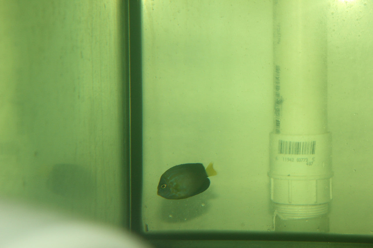 Maze (orange face) Angelfish-Chaetodontoplus Chrysocephalus (3" juv)