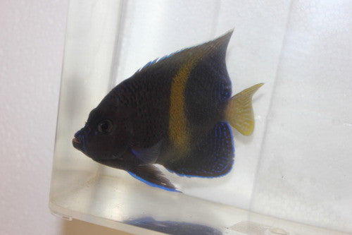 Maculosus Angel (Kenya) - 4"