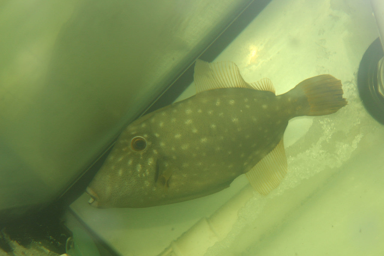 White Spotted Filefish | Cantherhines dumerilii (7-8")