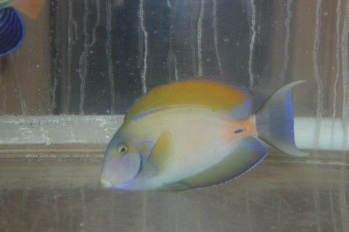 Fowler Tang (7" Streamer male)
