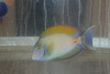 Fowler Tang (7" Streamer male)