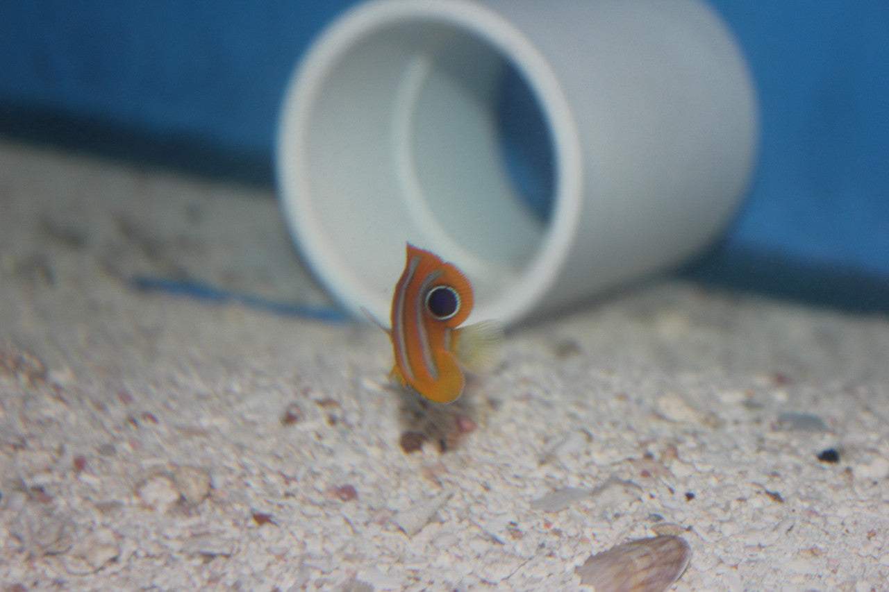 Regal Angel (Indo) (2” juv)