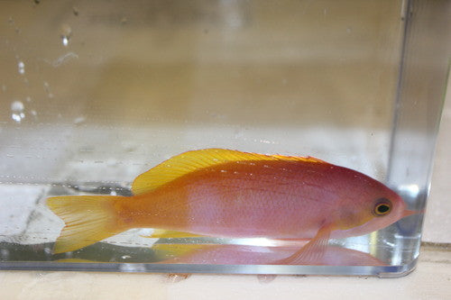 Pictilis Anthias-Female (Australia)