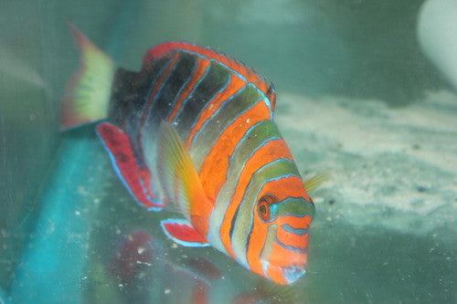 Australian Harlequin Tusk | Lienardella fasciata (Australia) 9"
