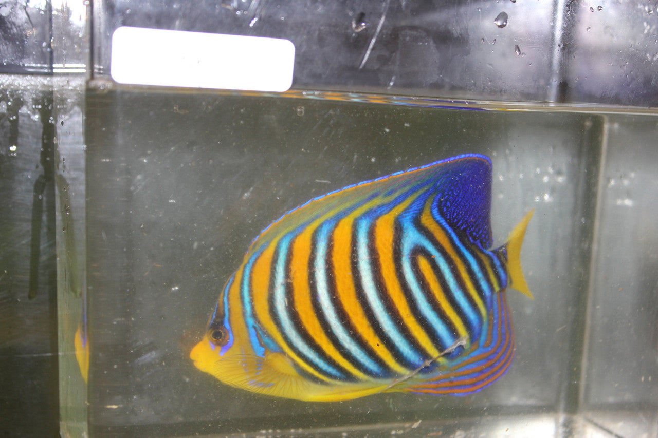 Madagascar Regal Angel (Yellow Belly)-Misbar 4 (4")