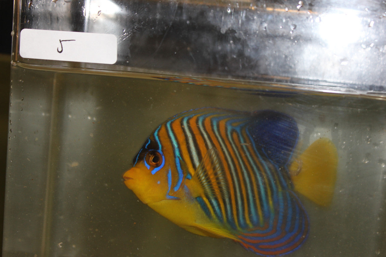 Madagascar Regal Angel (Yellow Belly)-Misbar 5 (4")