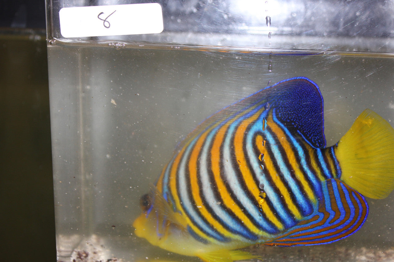 Madagascar Regal Angel (Yellow Belly)-Misbar 8 (4")
