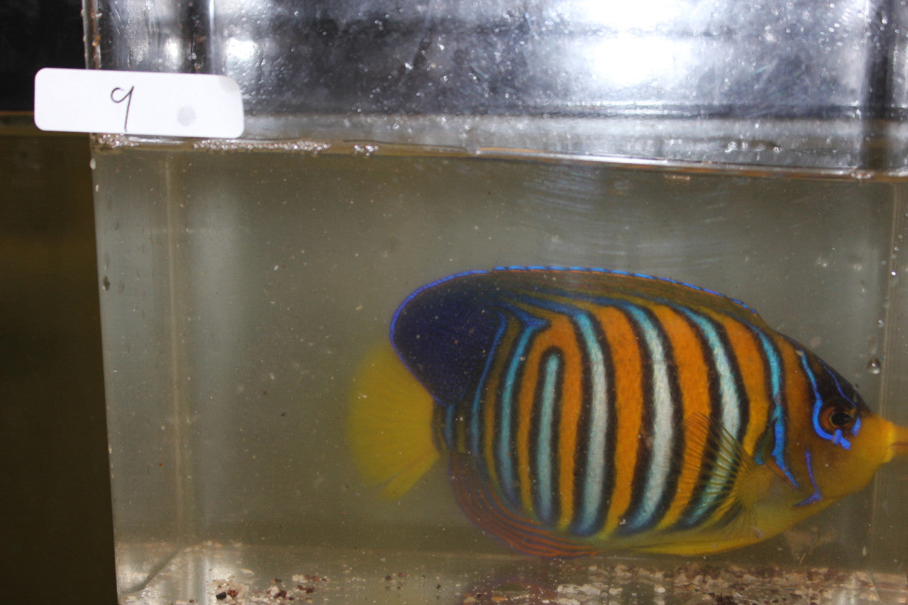 Madagascar Regal Angel (Yellow Belly)-Misbar 9 (4")