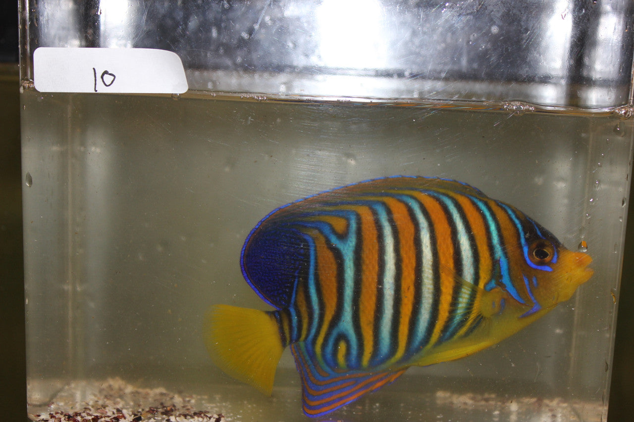 Madagascar Regal Angel (Yellow Belly)-Misbar 10 (4")