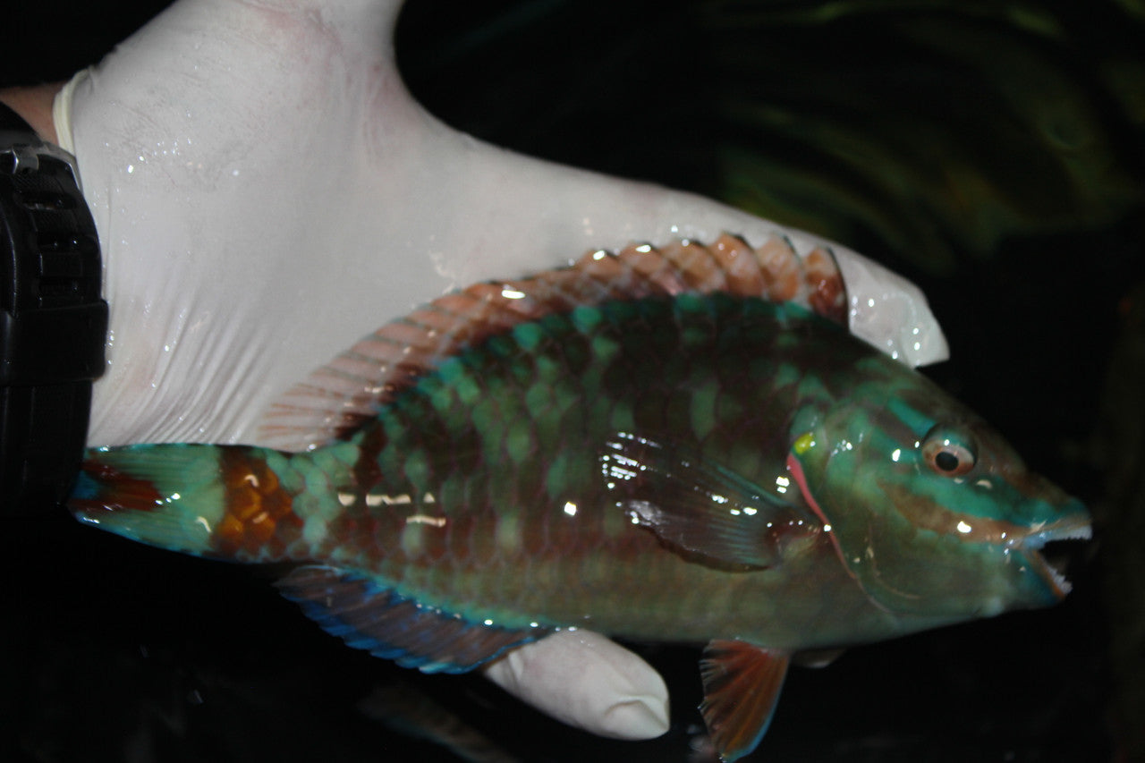 Stop Light Parrotfish (10")