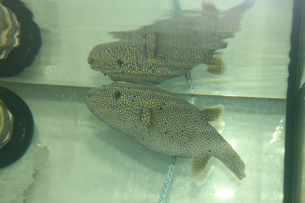 Guinea Fowl Puffer (8")