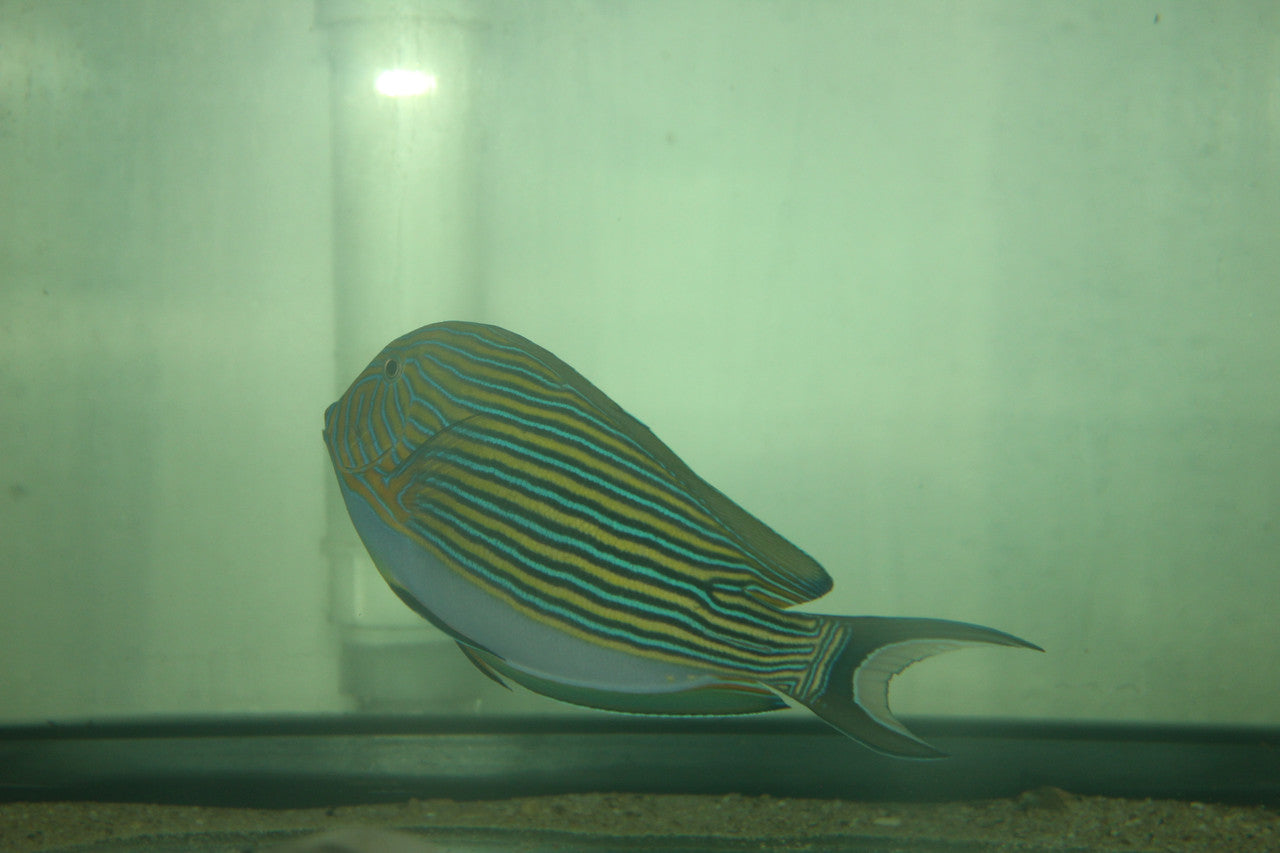 Clown Tang 7-8"