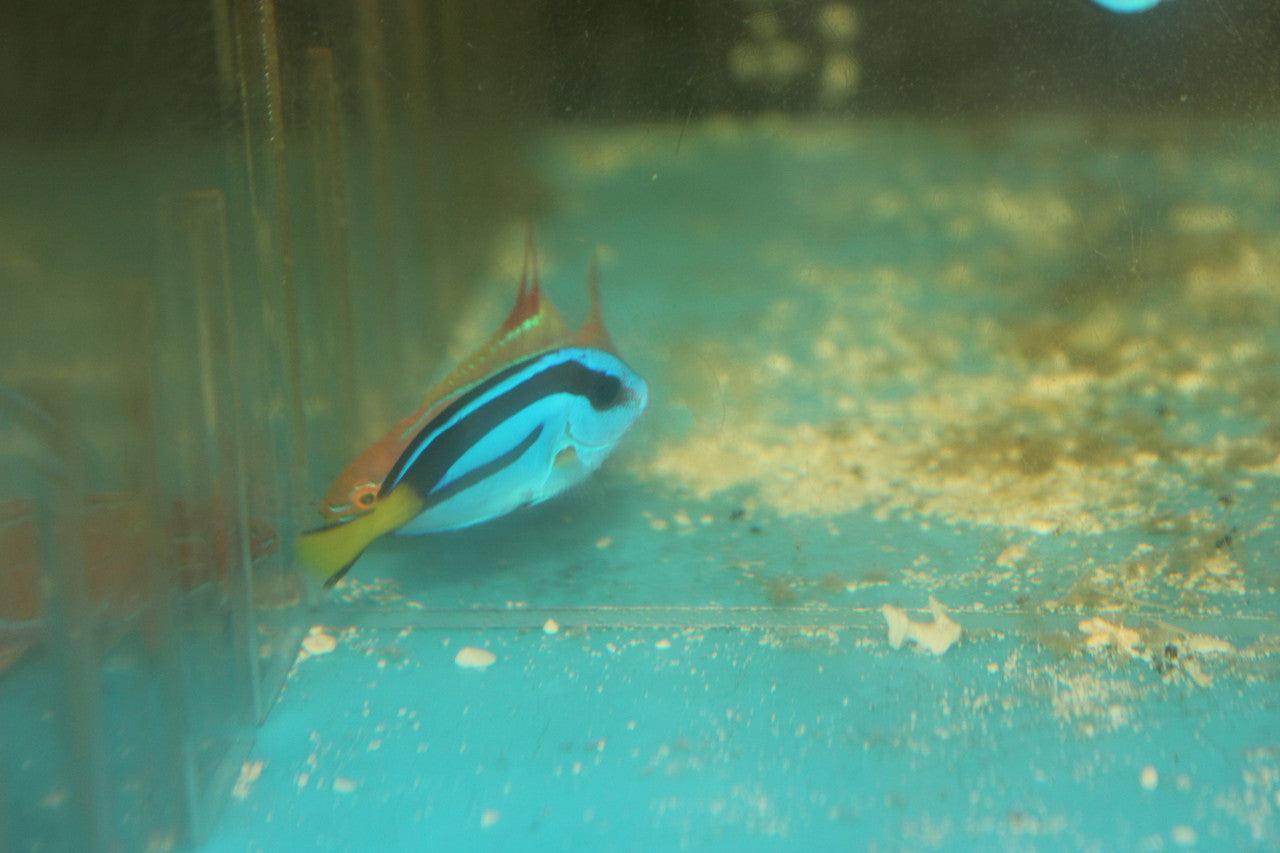 Blue Hippo Tang 1"-Yellow Belly