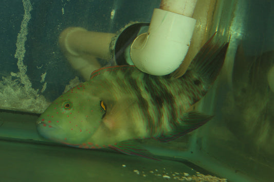 Broomtail Wrasse (Red Sea) 7-8"