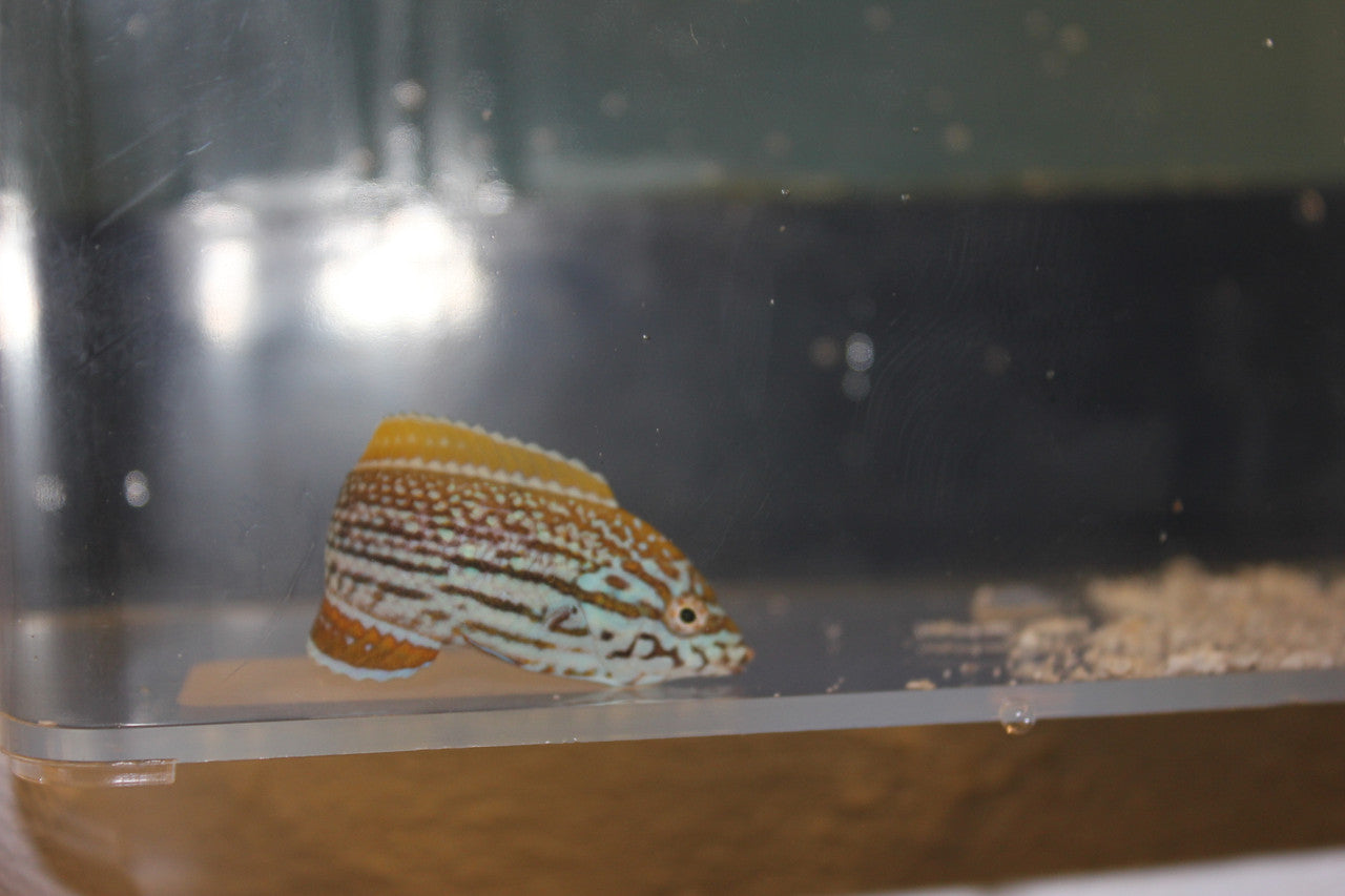 Lennardi Wrasse (2" juv)