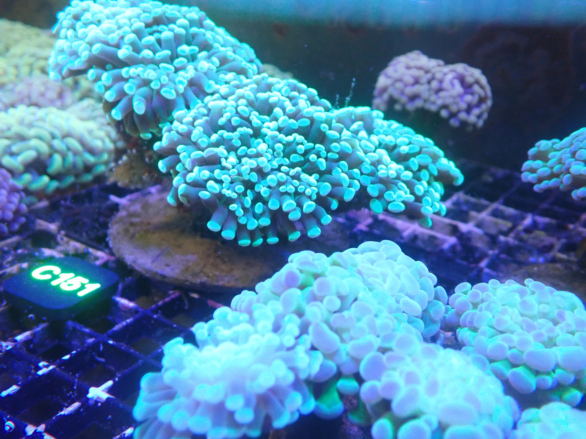 Xtra-Large Hammer Colony WYSIWG (C151)