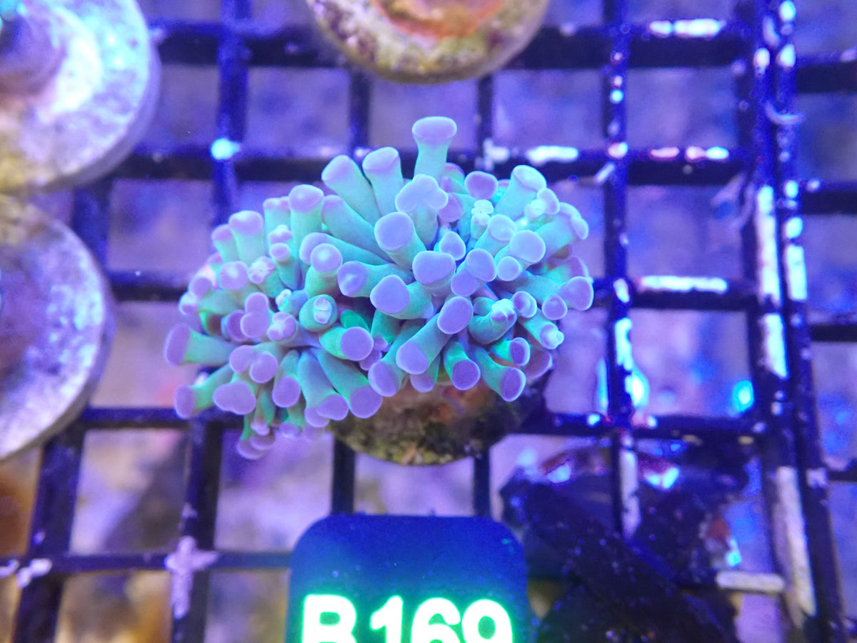 Multicolor Hammer WYSIWG (B169)