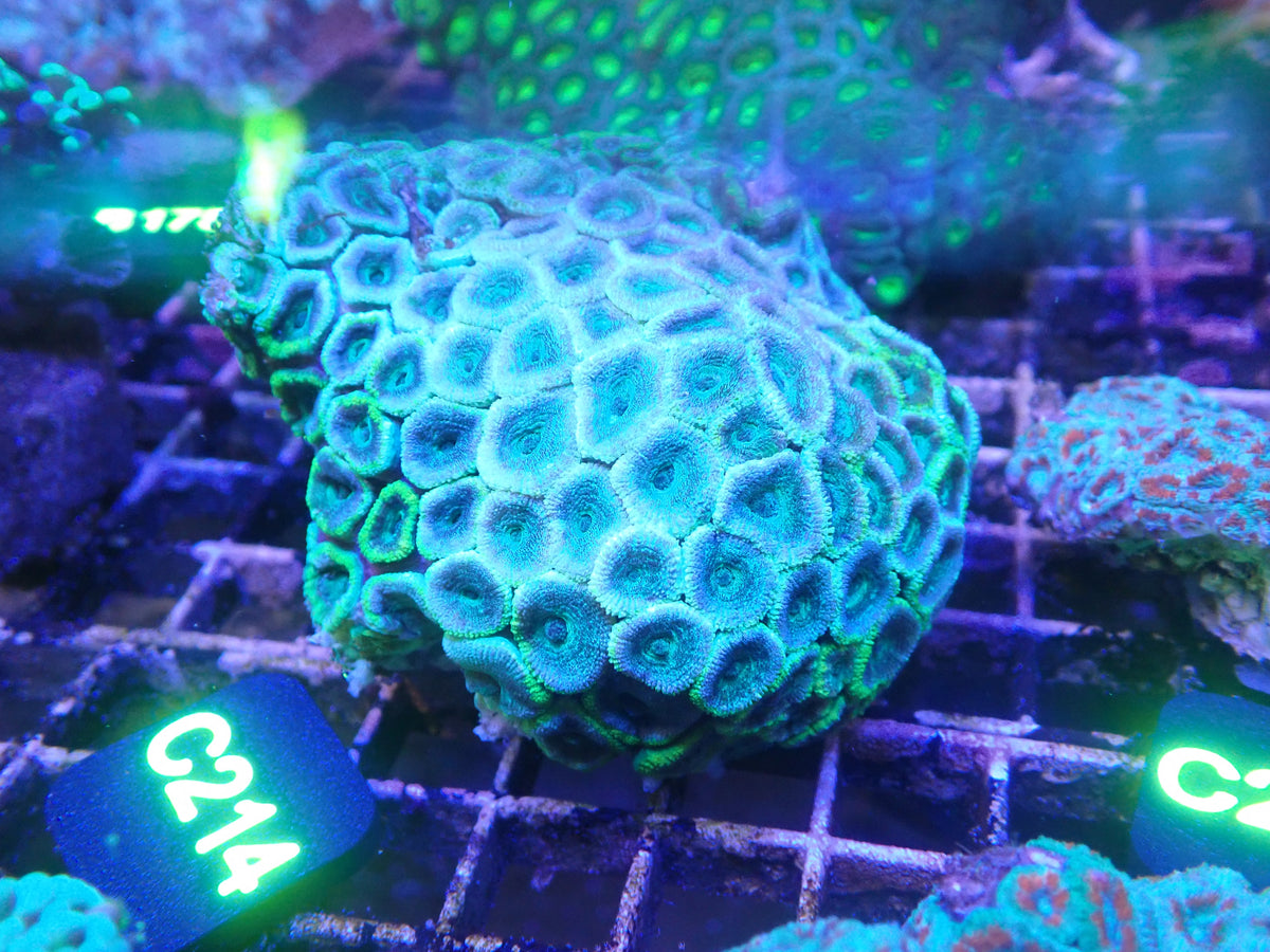 Micromusa Colony WYSIWG (C214)