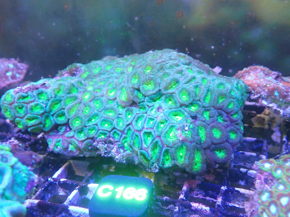Micromusa Colony WYSIWG (C166)