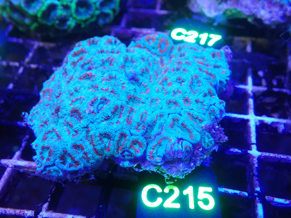 Micromusa Colony WYSIWG (C215)