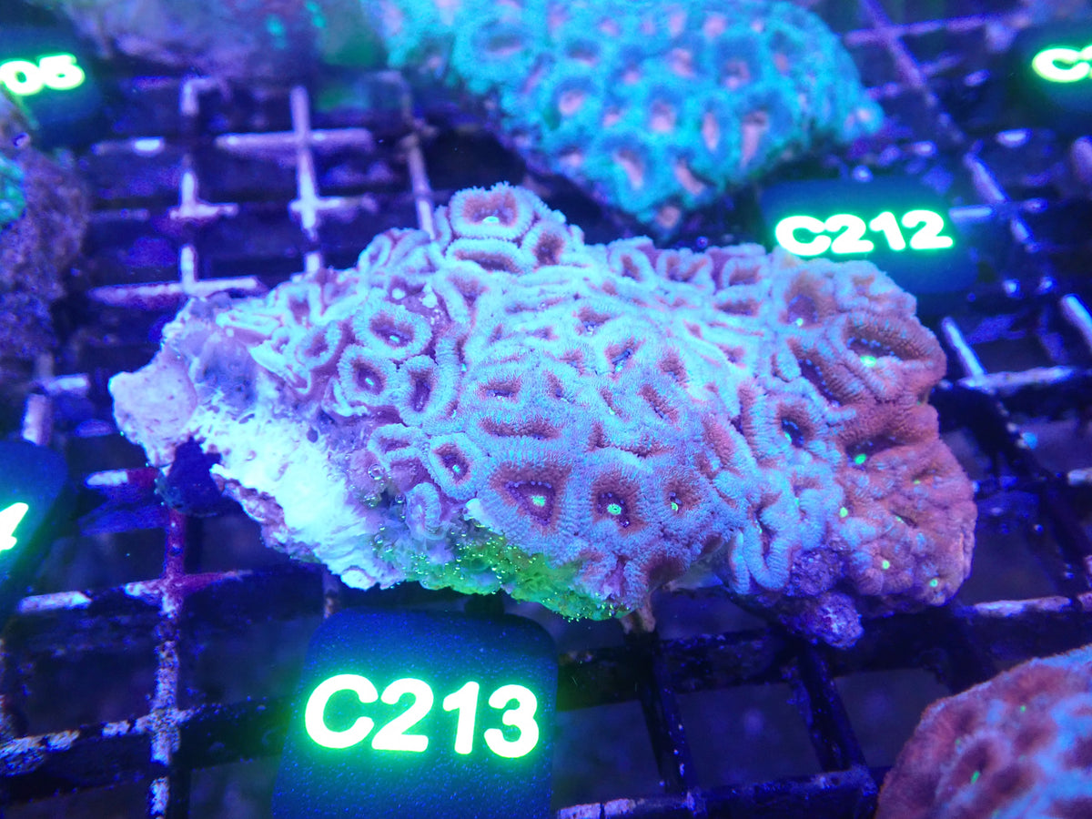 Micromusa Colony WYSIWG (C213)